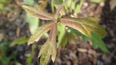 Quercus nigra - dub černý